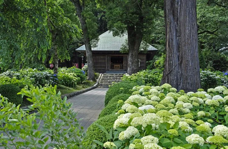 du lịch Nhật Bản ngắm Cẩm Tú Cầu Chùa Shiofune Kannon-ji